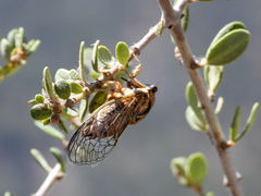 Clidophleps