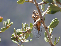 Clidophleps