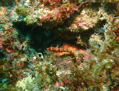Alloclinus holderi