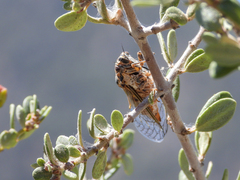 Clidophleps