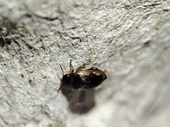 Hydroglyphus geminus