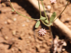 Eriogonum maculatum