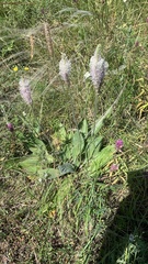 Plantago urvillei