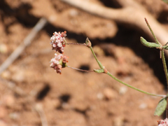 Eriogonum maculatum