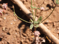 Eriogonum maculatum