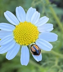 Coccinella miranda