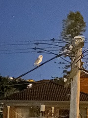 Tyto alba delicatula
