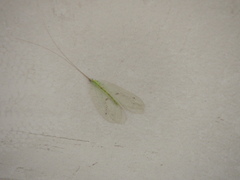 Apochrysa matsumurae