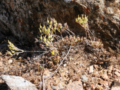 Dudleya abramsii calcicola