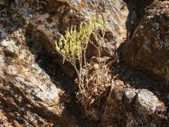 Dudleya abramsii calcicola