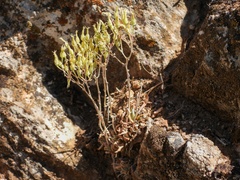 Dudleya abramsii calcicola