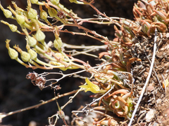 Dudleya abramsii calcicola