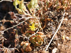 Dudleya abramsii calcicola