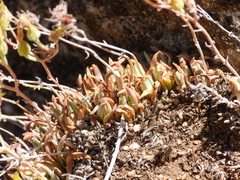 Dudleya abramsii calcicola