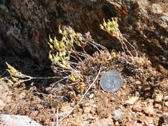 Dudleya abramsii calcicola