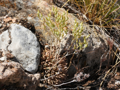 Dudleya abramsii calcicola