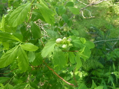Dasineura salicifoliae