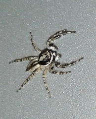 Menemerus bivittatus