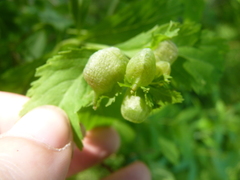 Dasineura salicifoliae