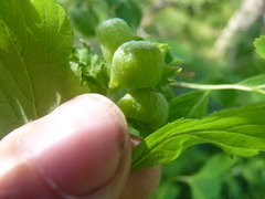 Dasineura salicifoliae