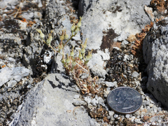 Dudleya abramsii calcicola