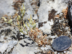 Dudleya abramsii calcicola