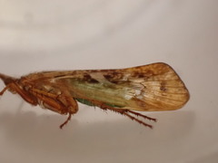 Limnephilus marmoratus