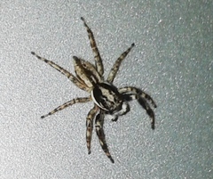 Menemerus bivittatus