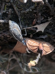 Epicauta cinctipennis