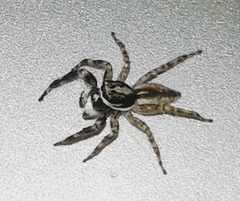 Menemerus bivittatus