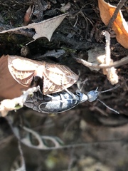 Epicauta cinctipennis