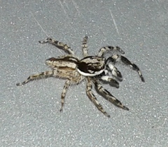 Menemerus bivittatus