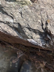 Epicauta cinctipennis