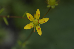 Saxifraga brunonis