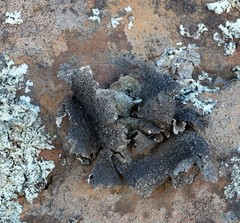 Xanthoparmelia hottentotta