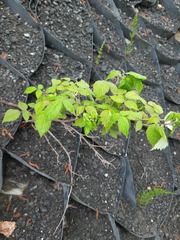 Rubus sachalinensis