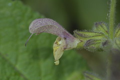 Salvia nubicola