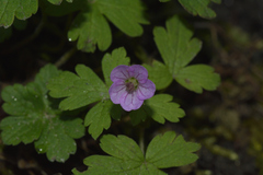 Geranium nepalense