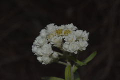 Anaphalis nepalensis