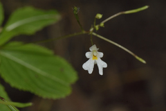 Impatiens brachycentra