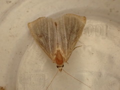 Rivula sericealis