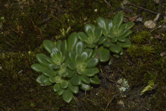 Rosularia