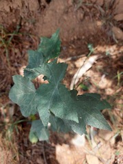 Corynabutilon vitifolium