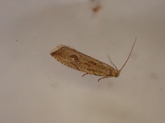 Bactra lancealana