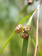Leptospermum madidum