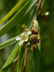 Leptospermum madidum