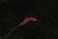 Bistorta amplexicaulis