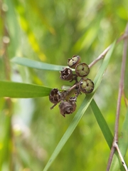 Leptospermum madidum