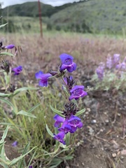 Penstemon eriantherus argillosus