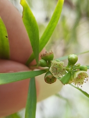 Leptospermum madidum